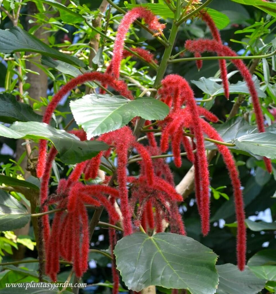 Plantas ornamentales de interior con flores rojas