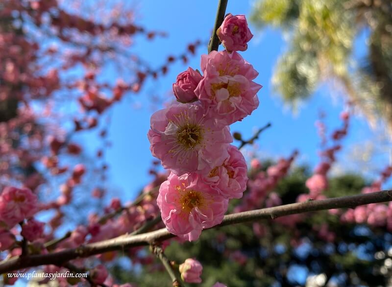 Prunus mume-Damasco de adorno-detalle de floracion en invierno