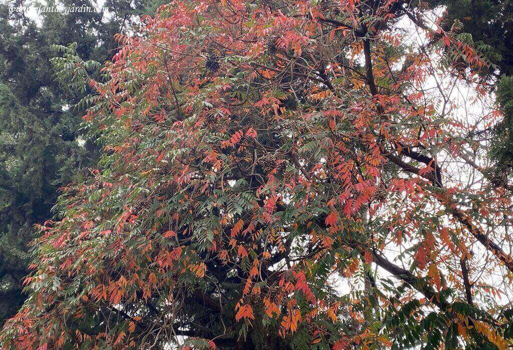Rhus succedanea hojas pinnadas, lanceoladas de color verde oscuro