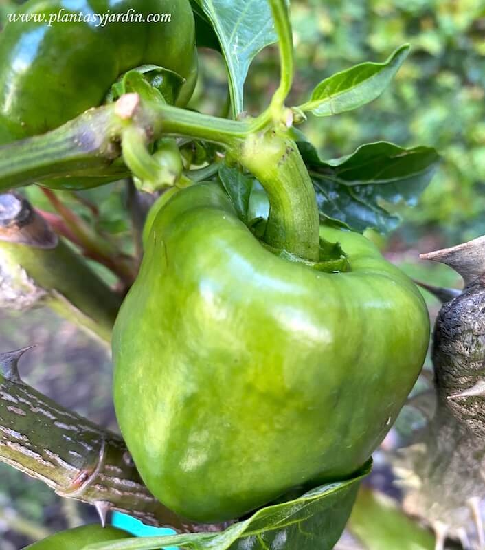 Capsicum annuum detalle del fruto de la planta del pimiento verde-rojo