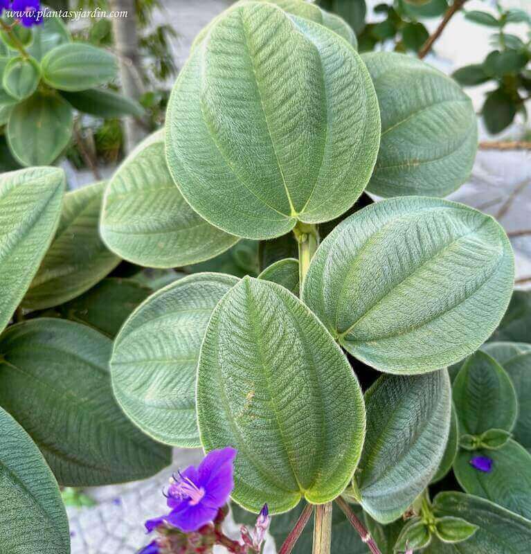 Tibouchina urvlleana hojas color verde claro, ovaladas y acuminadas