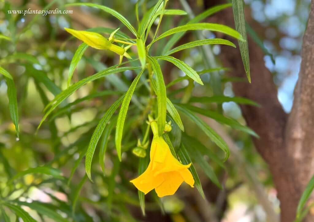 Thevetia Peruviana Detalle De Flor Y Hoja