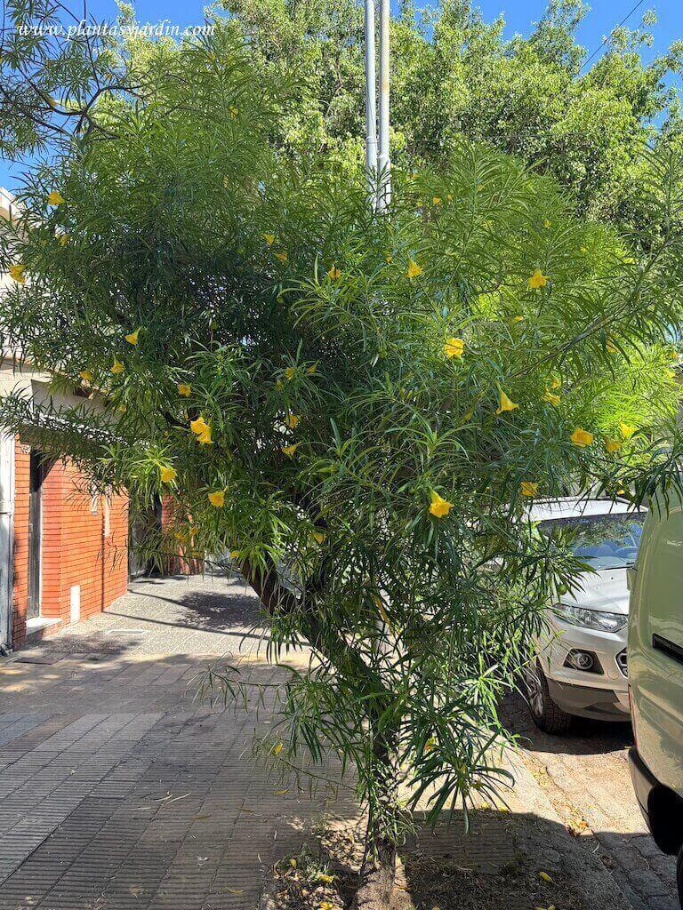Thevetia Peruviana Florecido En Verano Copia 2 2