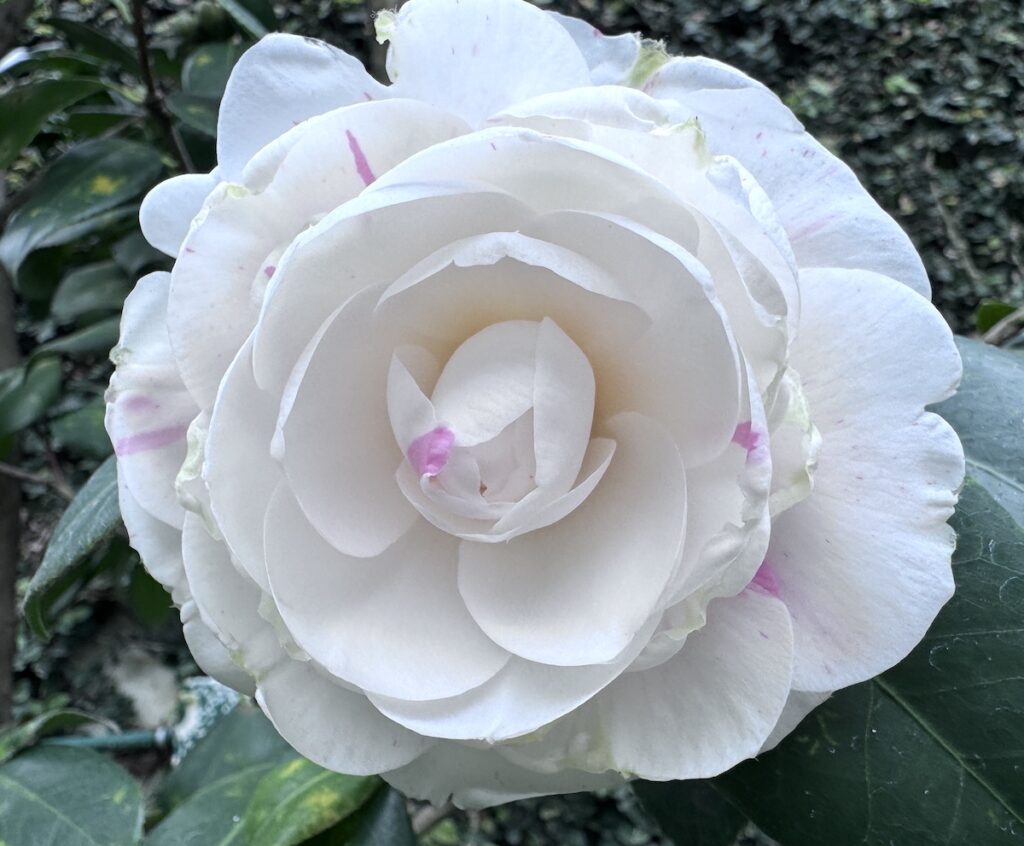 Flor de Camellia japonica ‘De La Reine’, blanca con delicadas estrías rosadas