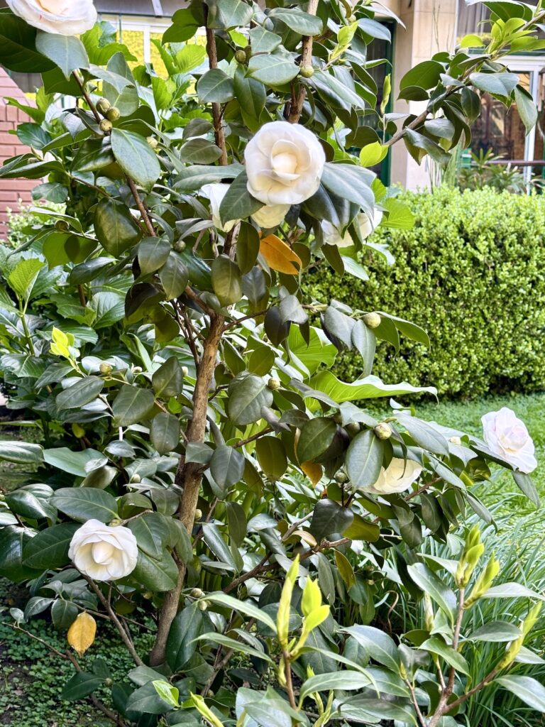 Arbusto de Camellia japonica ‘De La Reine’ en floración en el jardín