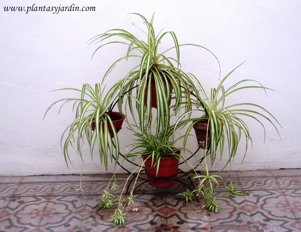 Ejemplares de Chlorophytum comosum variegado cultivados en macetas