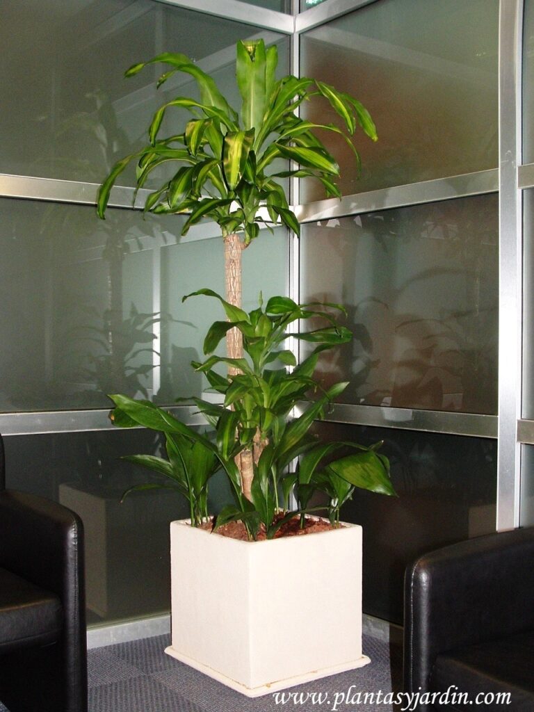Dracaena fragrans Massangeana cultivada en el interior de una oficina