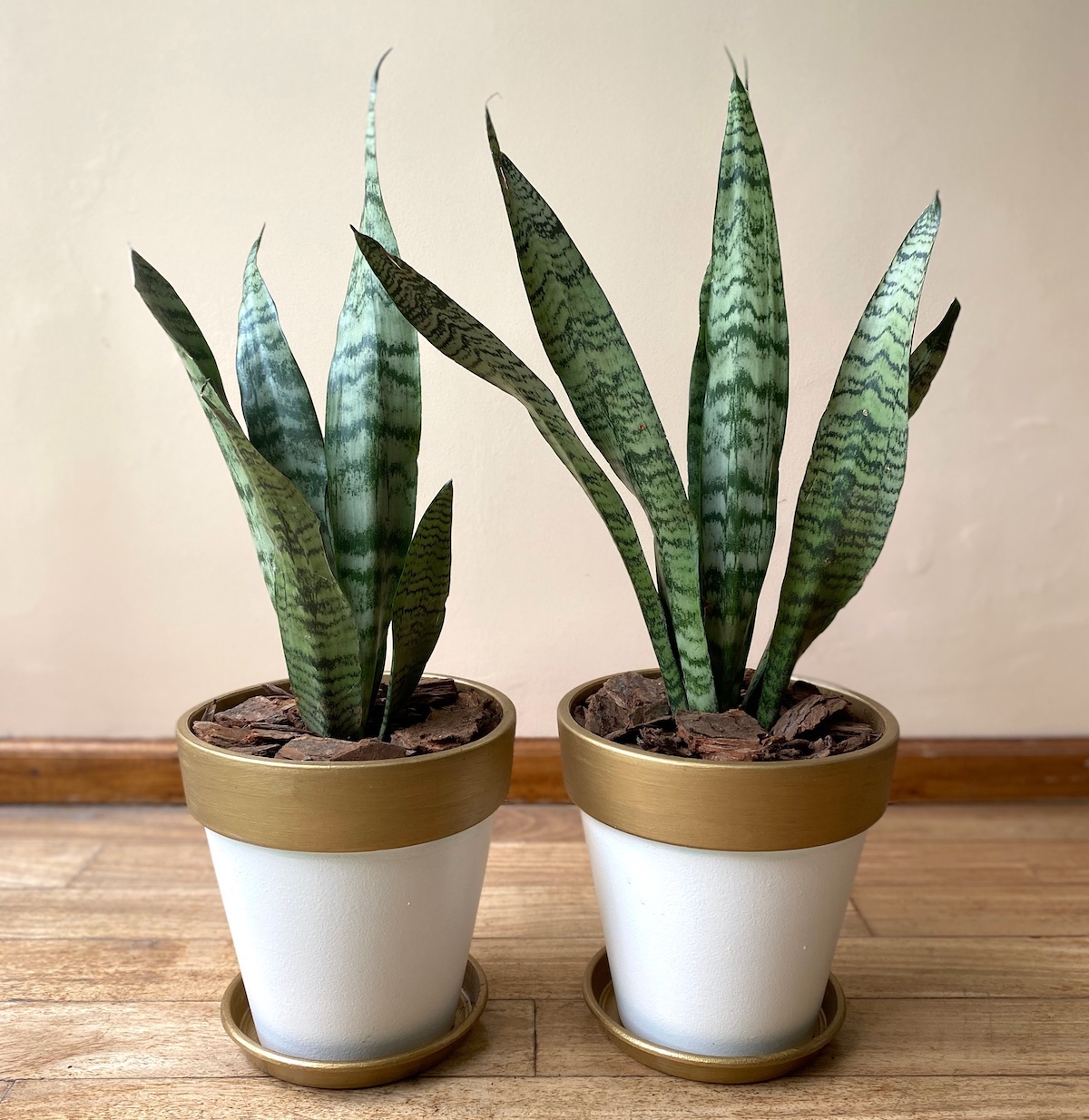 Dos sansevierias en macetas utilizadas como plantas de interior